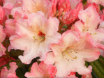  Rhododendron Blossoms (700x525, 239Kb)