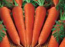 carrot (135x98, 3Kb)