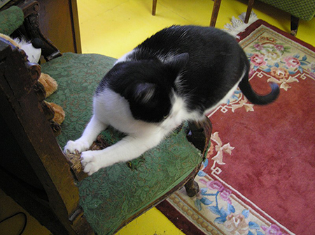 Что делать чтобы кошки не царапали мебель и обои