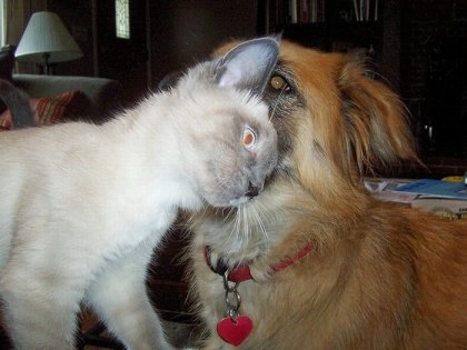 1302779560_1302705029_funny_cats_and_dogs_14 (420x315, 60Kb)