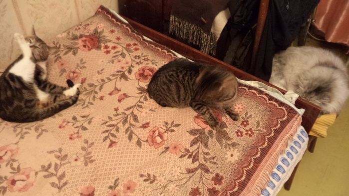 DSC00952 (700x393, 126Kb)