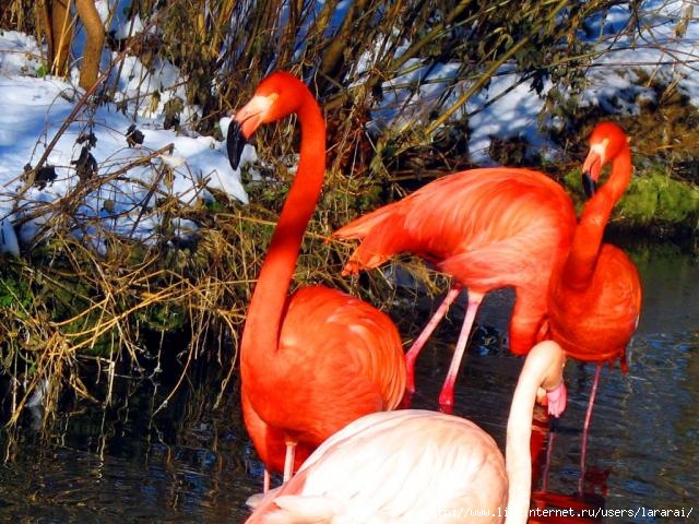 966890red_and_pink_flamingos.preview (640x480, 247Kb)