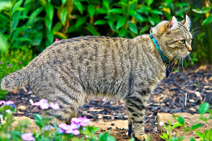 highland-lynx-cat-in-garden-susan-leggett (700x464, 116Kb)