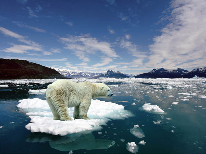 Beliy medved (Ursus maritimus)_5 (670x503, 68Kb)