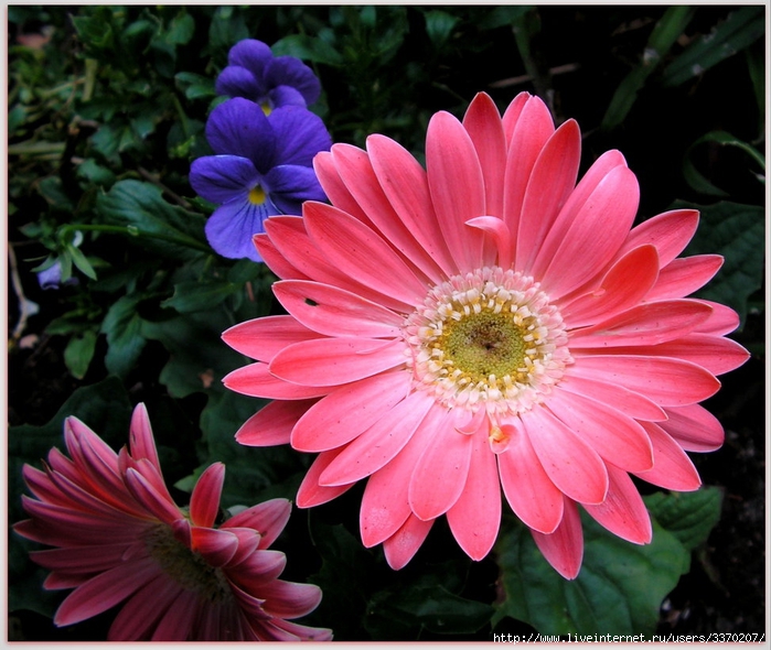 pink_gerberas_by_jocelyner-d6p8zvj (700x590, 311Kb)