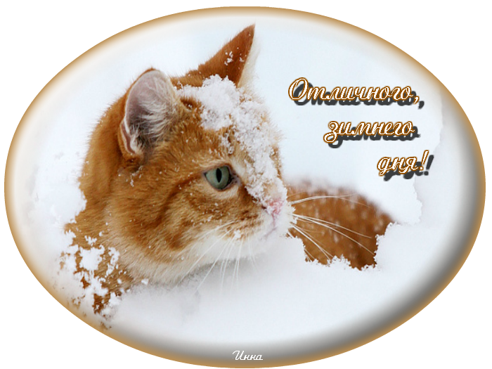 Кошка с надписями с добрым. С добрым зимним утром с котятами. Доброго зимнего дня котики. Доброе зимнее утро с котятами. С добрым зимним утром с кошками.