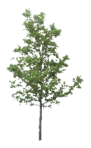 tree-3 (185x300, 193Kb)