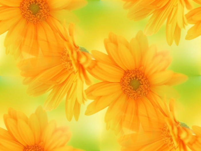 1310448462_1310393182_international_womens_day_yellow_flowers_in_your_favorite_gift_014480_ (700x525, 288Kb)