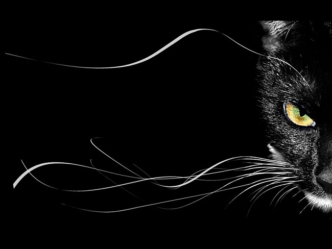 4733321_46142608_chern_kol (650x488, 48Kb)