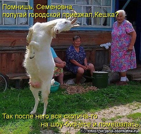 http://img1.liveinternet.ru/images/attach/c/10/109/151/109151933_large_kotomatritsa_tC.jpg