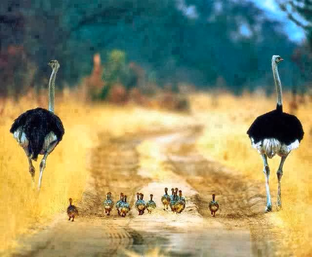 Two male ostriches and their baby chicks. (639x528, 231Kb)