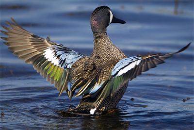 interesting_2012092514013014 (400x268, 21Kb)
