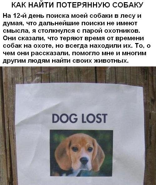 Найти Собаку По Фото Потерянную