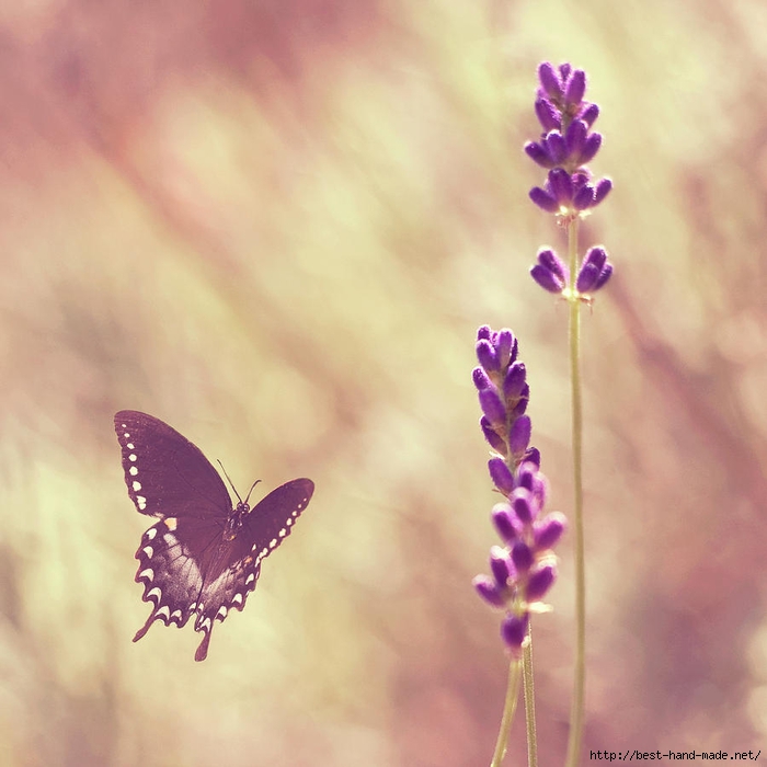 butterfly-flying-towards-lavender-jody-trappe-photography (700x700, 235Kb)