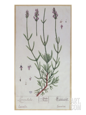 elizabeth-blackwell-lavender-plate-from-herbarium-blackwellianum-by-the-artist-1757_i-G-53-5389-IHLJG00Z (366x488, 85Kb)