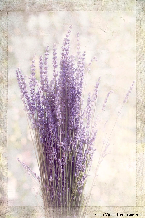 lavender-bunch-margaret-hormann-bfa (466x700, 280Kb)