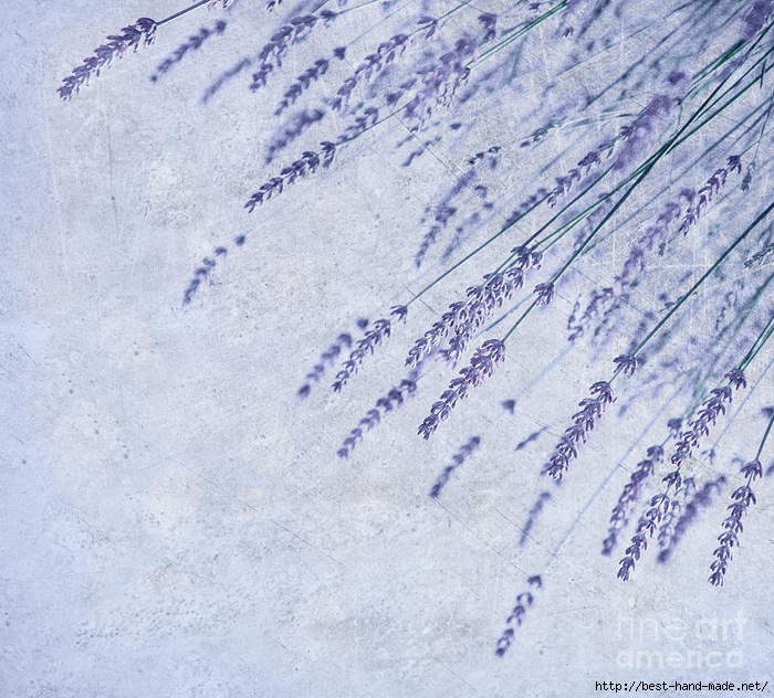 lavender-flowers-border-anna-omelchenko (700x632, 394Kb)