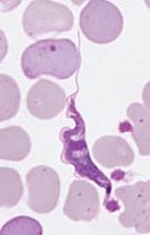 135px-Trypanosoma_irwini (135x212, 14Kb)