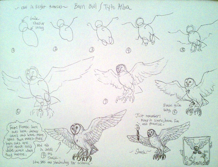 line_draw_barn_owl_in_flight_tutorial_by_duraytron-d4ex5t2 (700x536, 428Kb)