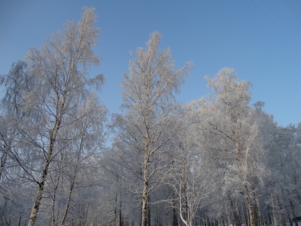 DSC01675 (438x329, 161Kb)