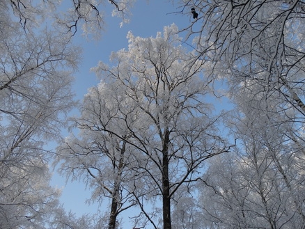 DSC01682_  (438x329, 202Kb)