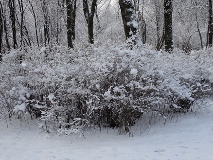 DSC01583 (438x329, 196Kb)