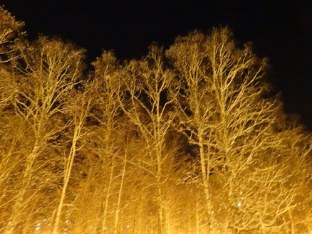 DSC01652 (438x329, 191Kb)