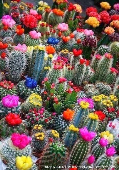 Gorgeous Cacti! (405x577, 264Kb)