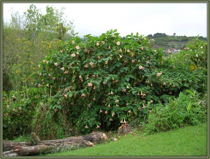 5535825_Brugmansia_Angelskie_trybi (700x528, 75Kb)