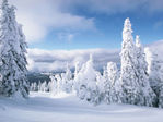  snowly-trees-1024 (700x525, 66Kb)