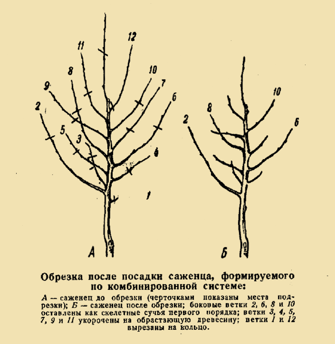 Схема обрезки деревьев