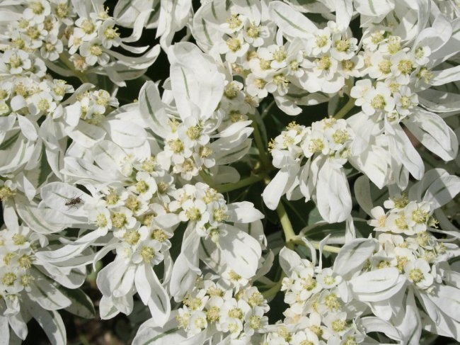 белые цветы1 (650x487, 210Kb)