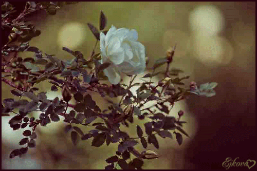 0_9f2a8_83c19f50_XL (500x333, 353Kb)