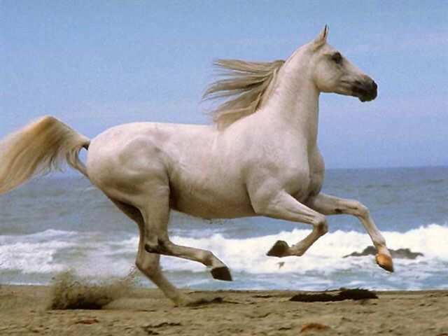 2824467_0015018Escheproloshad (640x480, 26Kb)