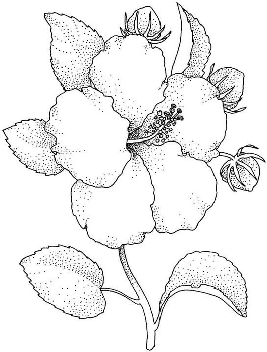 hibiscus (529x700, 153Kb)