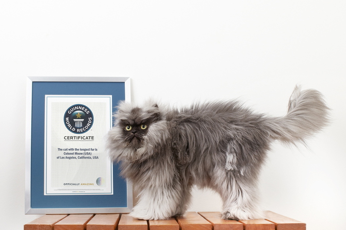 Colonel-Meow-02 (700x466, 123Kb)