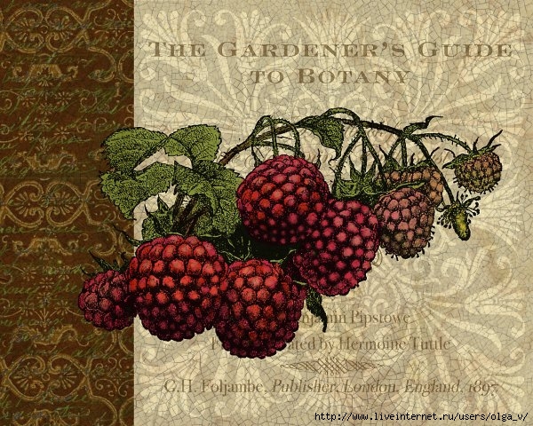 phoca_thumb_l_berry_patch03 (600x480, 287Kb)