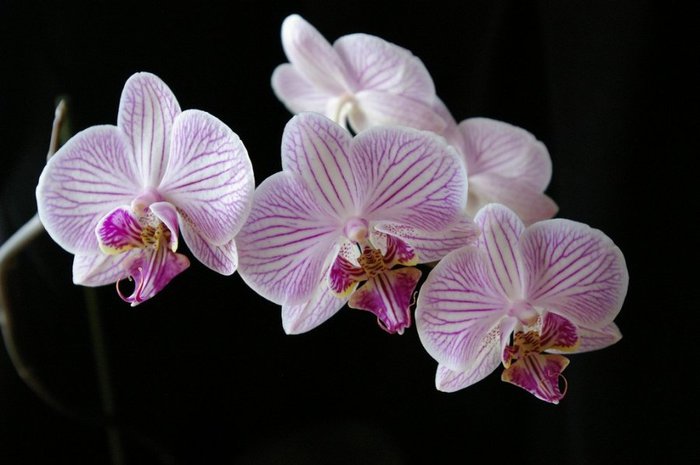 phalaenopsis (700x465, 45Kb)