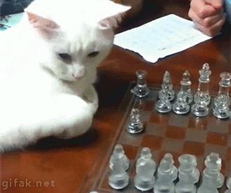 Cat playing chess (330x276, 2033Kb)
