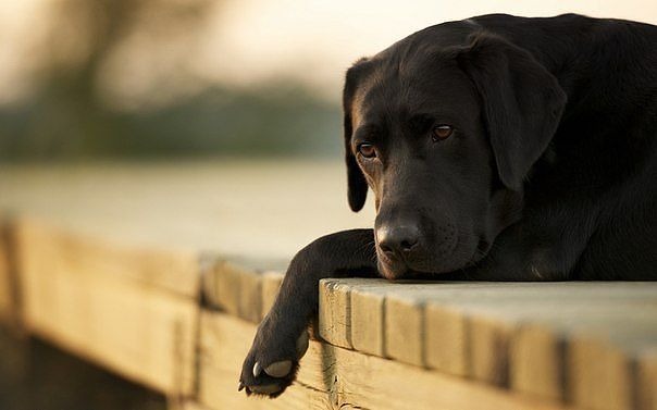 4733321_020 (604x377, 30Kb)