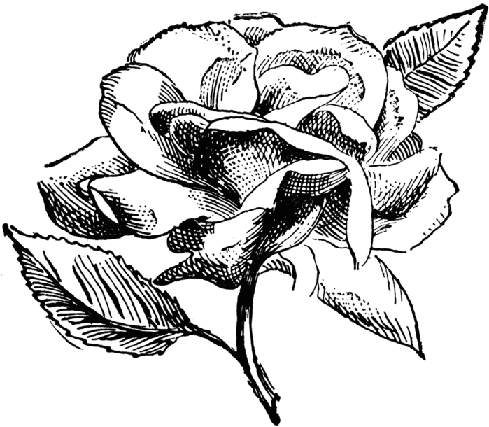 54902_rose_lg (700x610, 102Kb)