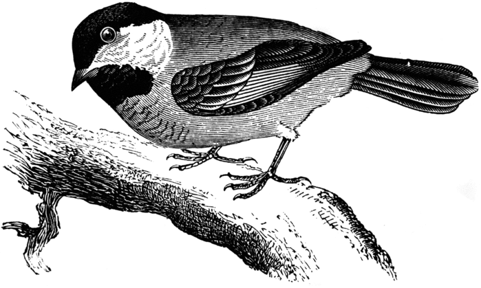 comchickadee_12488_lg (700x419, 101Kb)