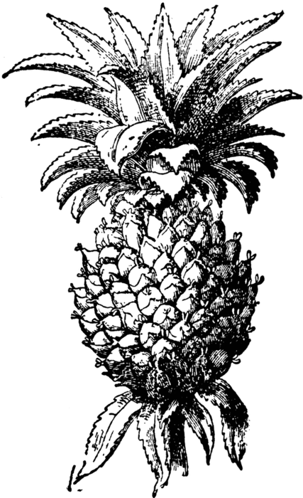 pineapple_30160_lg (427x700, 100Kb)