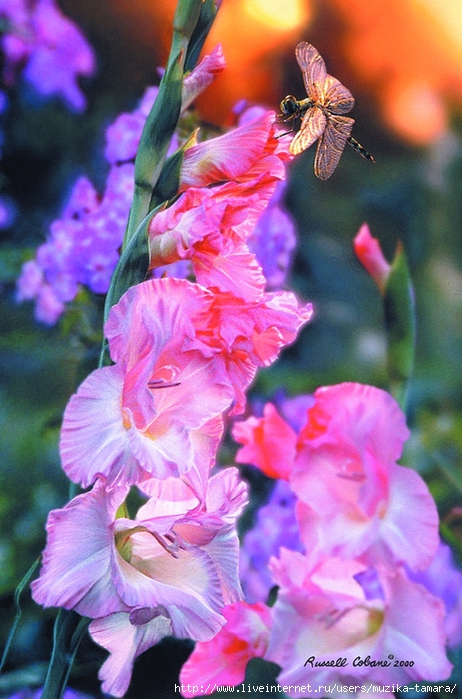 GLADIOLUS 8X12 (462x700, 295Kb)