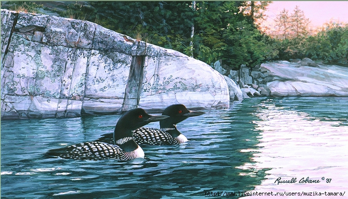 ROCKY SHORE LOONS 8X14 (700x401, 332Kb)