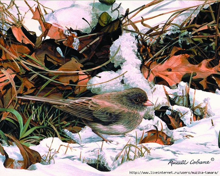 WINTER JUNCO 8X10 (700x561, 463Kb)