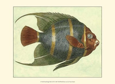 small-angel-fish-i-by-jennifer-goldberger-711106 (400x292, 56Kb)