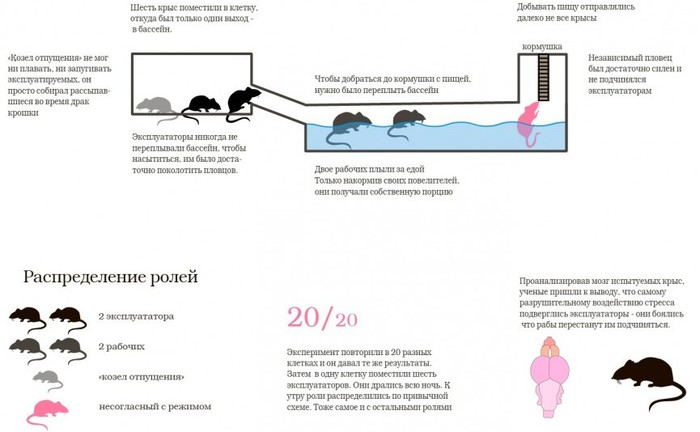 крысы-зоопсихология (700x432, 53Kb)