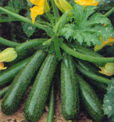 zucchini (234x250, 51Kb)