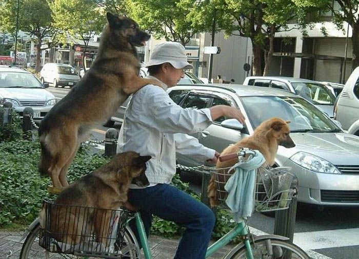 dogs-63 (700x506, 167Kb)
